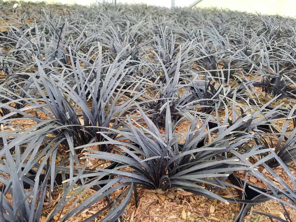 Ophiopogon 'Black Dragon' ---